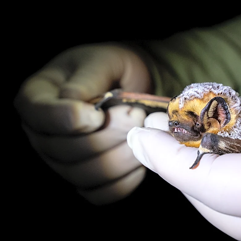 Forget the myths about bats. These flying mammals are good for Arizona
