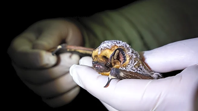 Forget the myths about bats. These flying mammals are good for Arizona