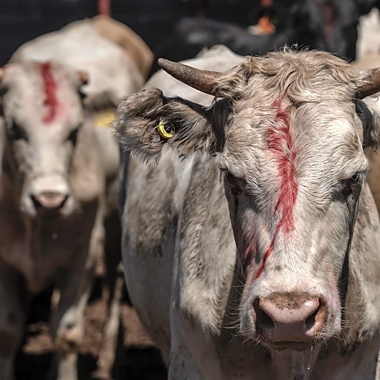 Mexico detects 9 screwworm cases in cattle as Arizona imports resume