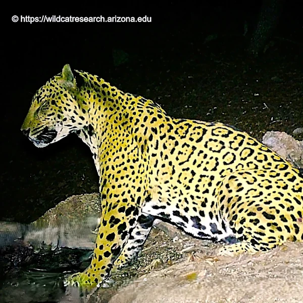 Another jaguar spotted on Arizona border. Is it an elusive female cat?