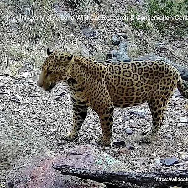 'Cinco' is on the move again. Meet all 5 jaguars spotted in Arizona