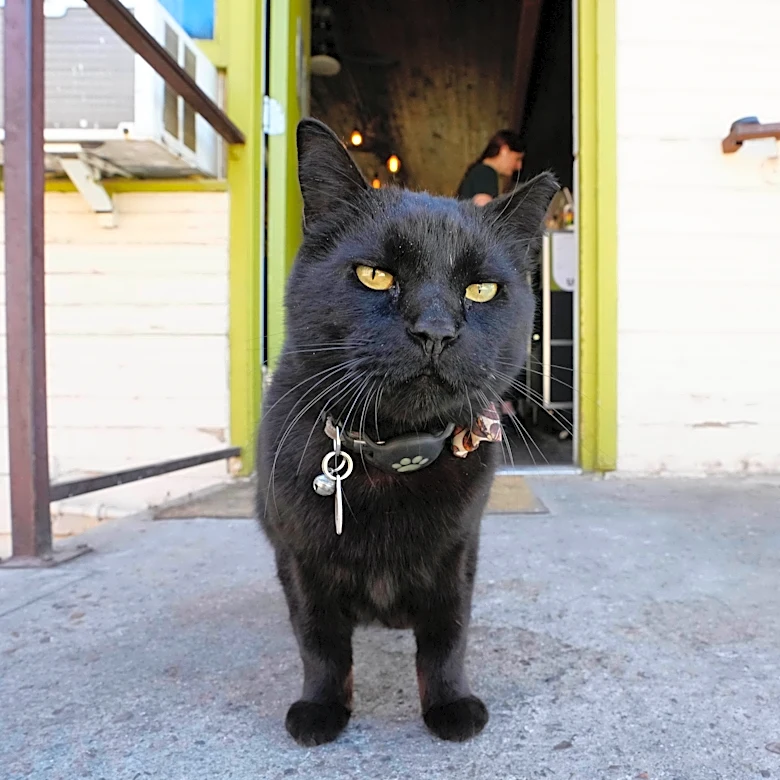 How Inky Bob became Phoenix's most famous cat. 'He's very sassy'