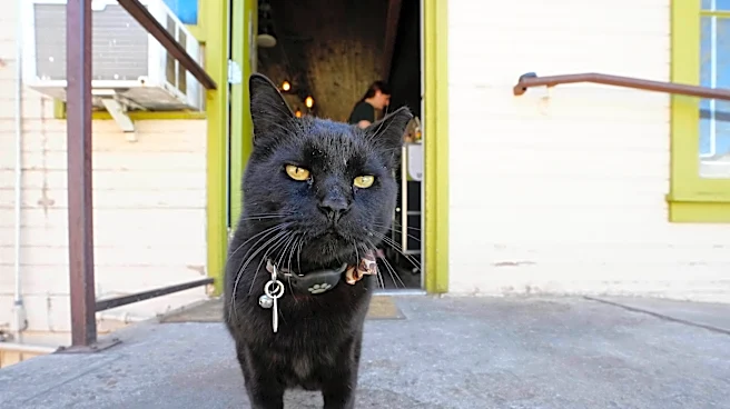 How Inky Bob became Phoenix's most famous cat. 'He's very sassy'
