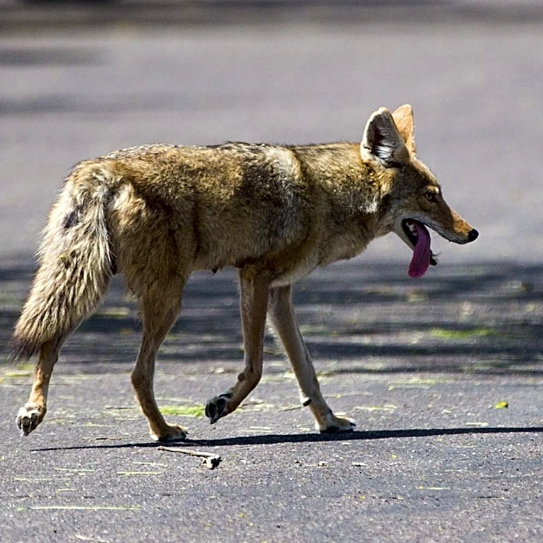 Mother in Surprise fights off coyote, protects 4-year-old daughter