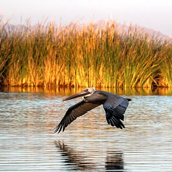 Mexico will share Colorado River shortage with Arizona, other states