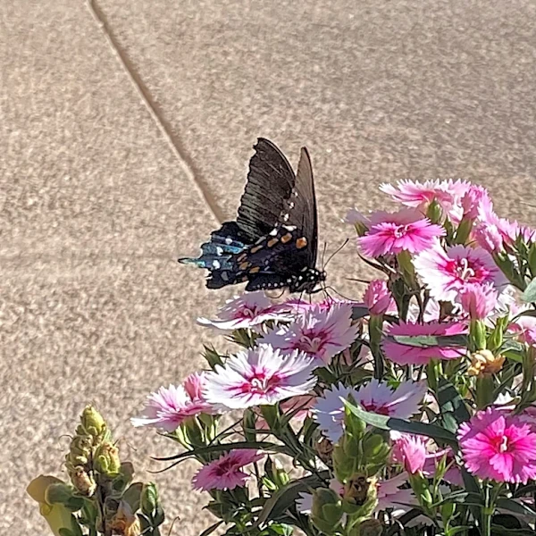 Why Arizona is one of the best states in America for butterflies