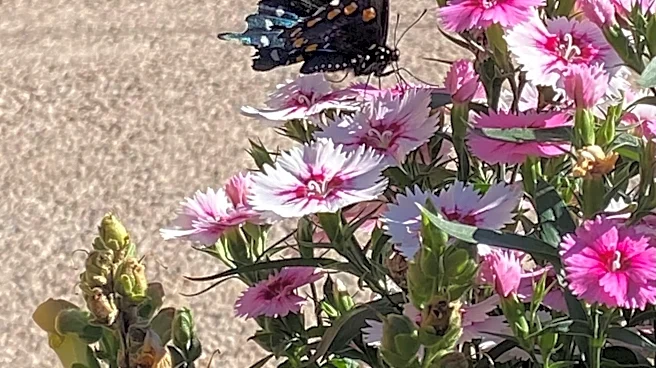 Why Arizona is one of the best states in America for butterflies