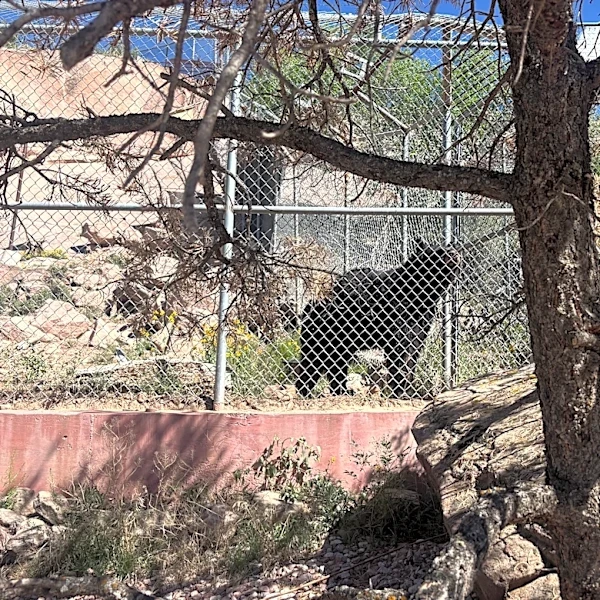 Hungry bears are wandering into Navajo communities. Why it's happening