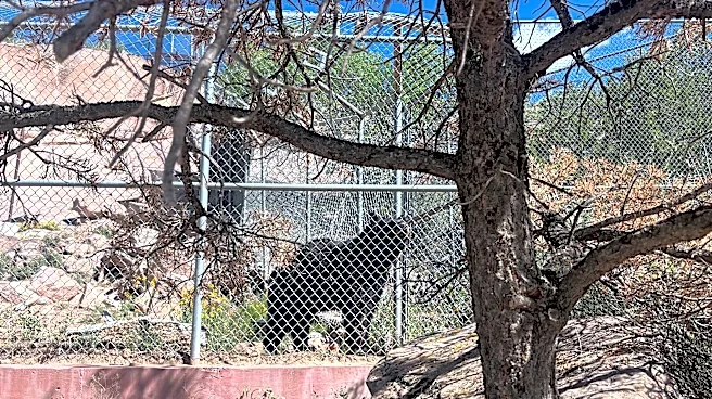 Hungry bears are wandering into Navajo communities. Why it's happening