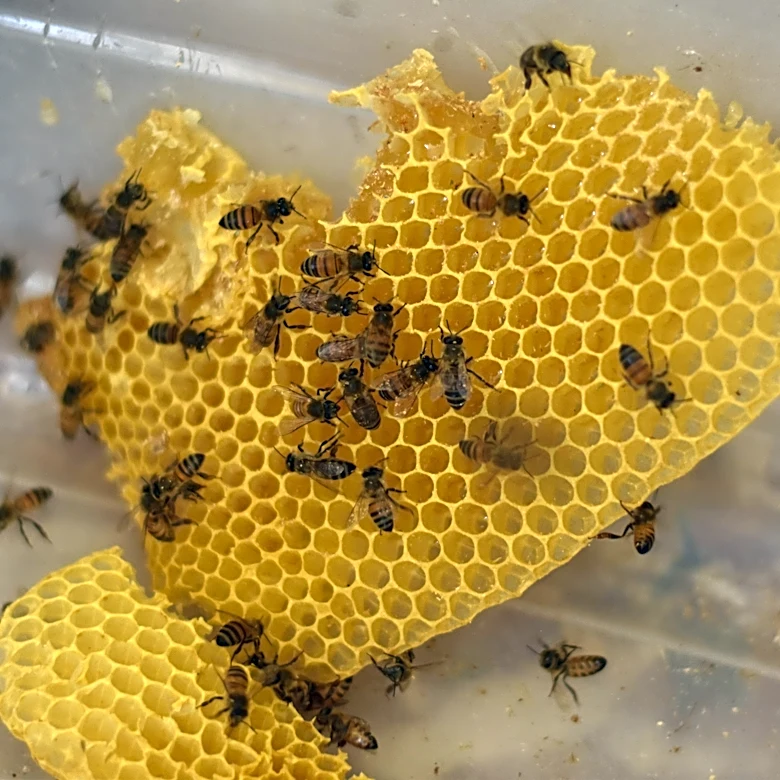 Bee swarm at Chandler Intel campus sends 3 to hospital
