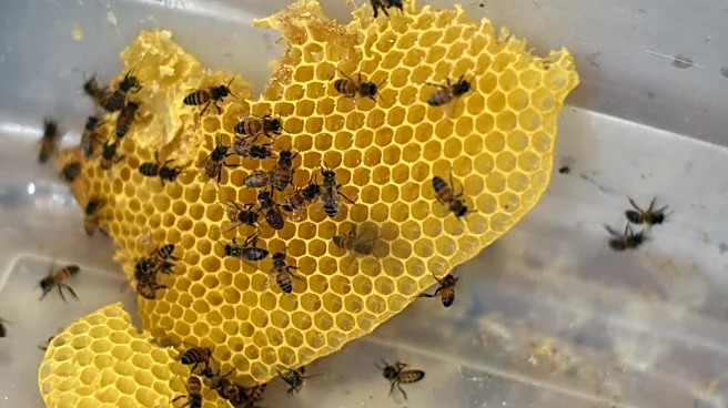 Bee swarm at Chandler Intel campus sends 3 to hospital