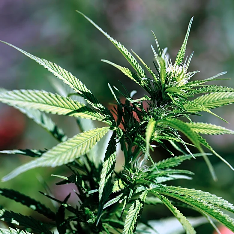 Story Cannabis bans products from troubled testing labs