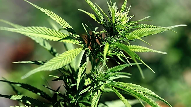 Story Cannabis bans products from troubled testing labs