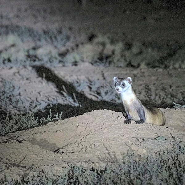 'All up to fate': Arizona sends 18 black-footed ferrets into the wild