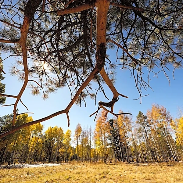 Where is the best Arizona spot to see fall colors? Tell us your pick