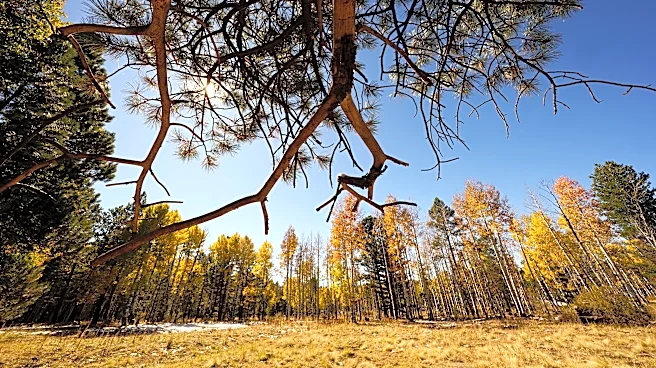 Where is the best Arizona spot to see fall colors? Tell us your pick
