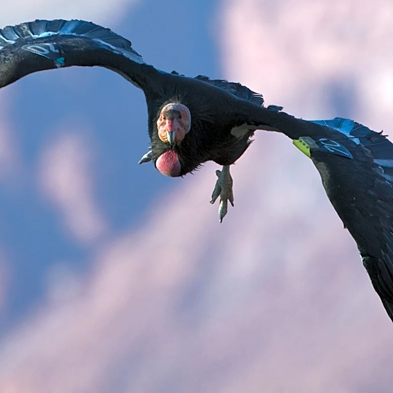 4 more California condors take flight near the Grand Canyon