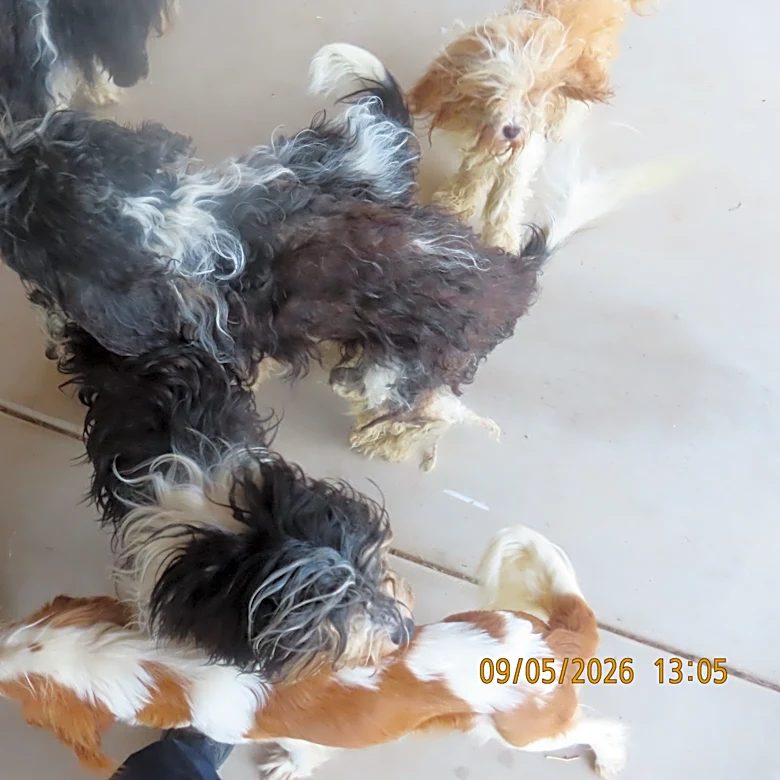 Puppies found dead, dozen dogs rescued from Arizona rental home