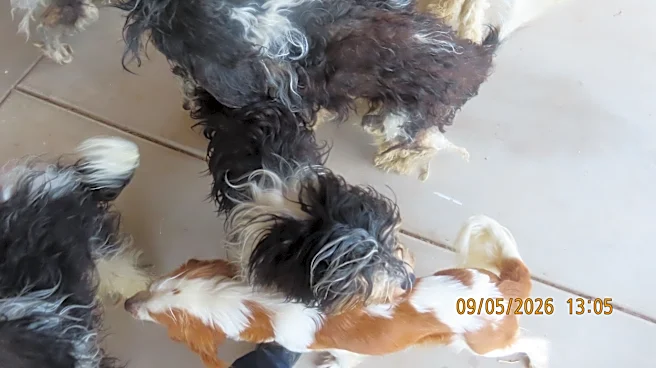 Puppies found dead, dozen dogs rescued from Arizona rental home