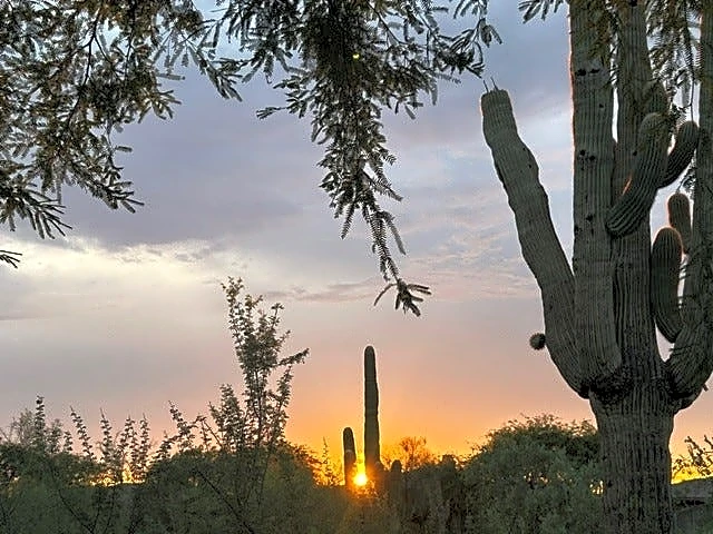 Phoenix could lose its iconic saguaros, scientists say. Here's why