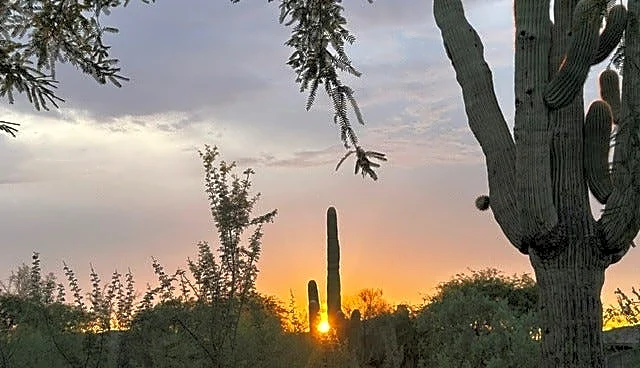 Phoenix could lose its iconic saguaros, scientists say. Here's why