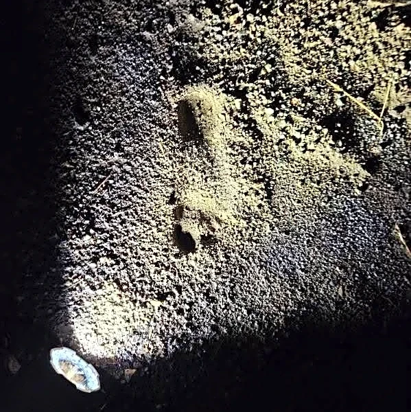 Missing Arizona boys found after rescuers track footprints