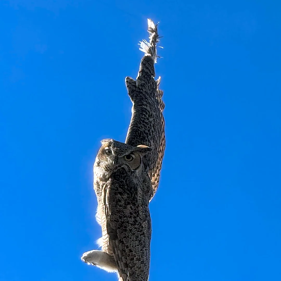 Mesa firefighters had a hoot saving an owl dangling from power line
