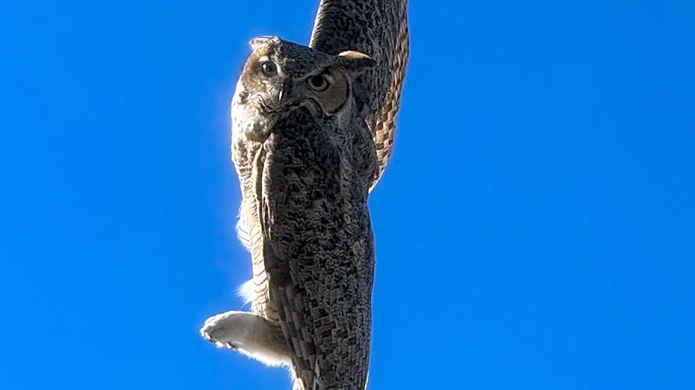 Mesa firefighters had a hoot saving an owl dangling from power line