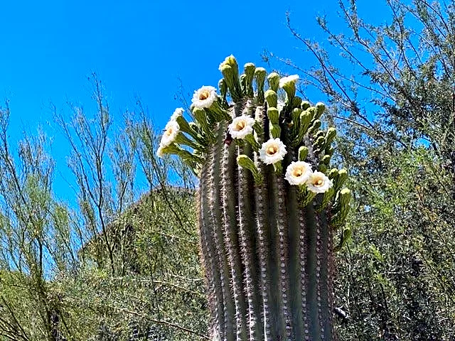 Scottsdale hiker loses consciousness after saguaro lands on top of her
