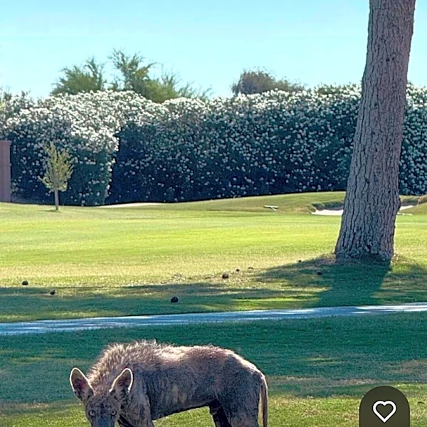 Chupacabras in Arizona? Strange creatures spotted in Phoenix suburbs