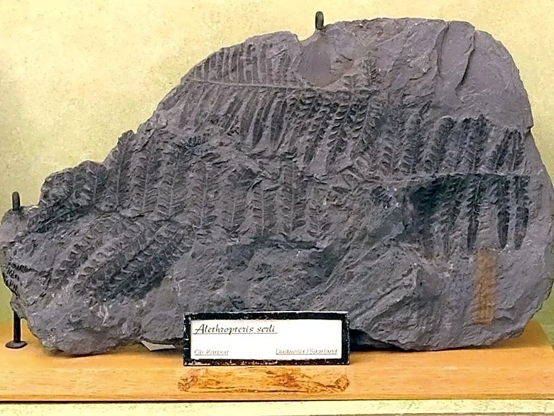 Fossils and Other Exhibits Stolen From German University in Latest Museum Robbery