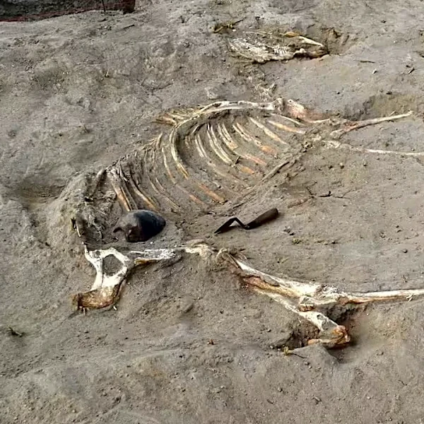 New Discoveries at Ancient Egyptian Fort Include Ceremonial Burial of a Horse