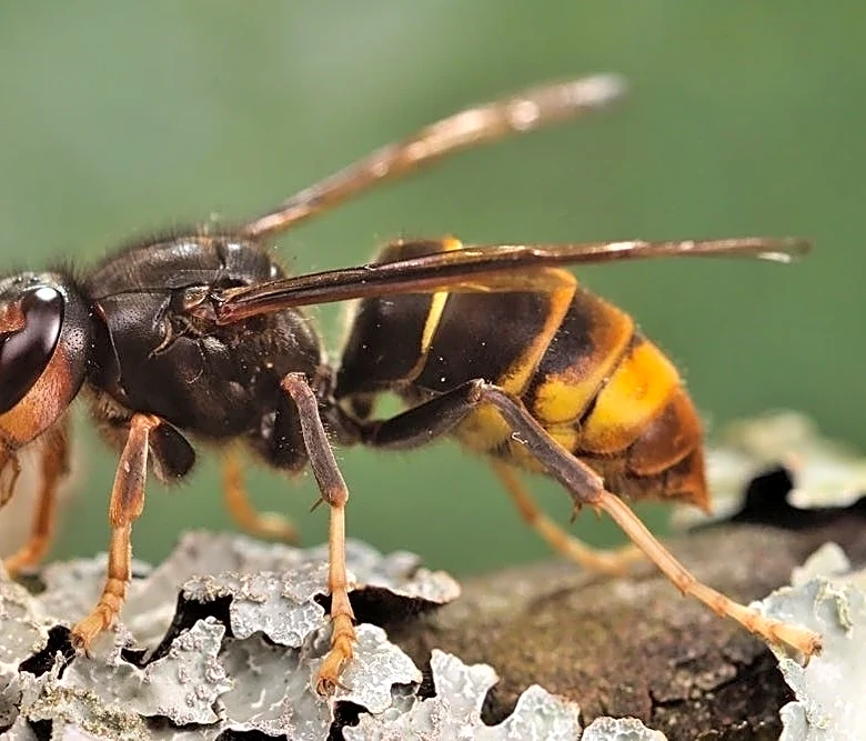 Yellow-legged hornets confirmed in NC for first time. Are they in Western NC