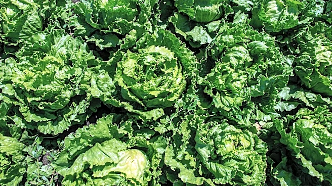 Cases of cyclospora rise in NC as 2 related deaths reported in Michigan