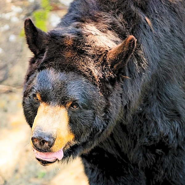 Bear safety tips for Western North Carolina after bear attack
