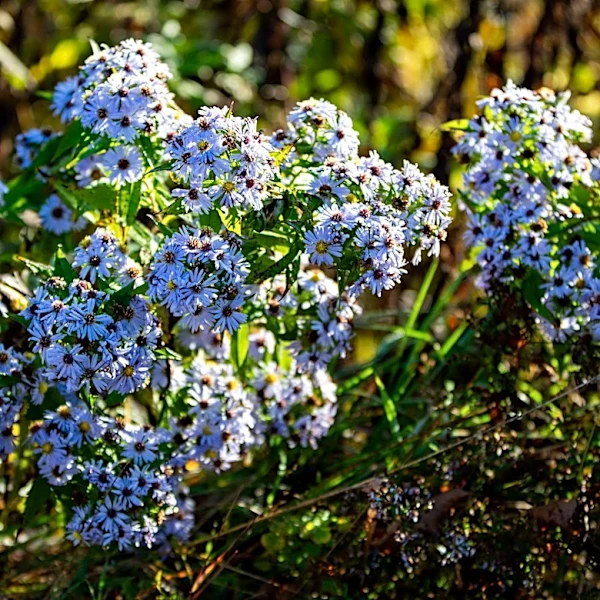 Trump admin moves to end protections for 'pristine' national forest land