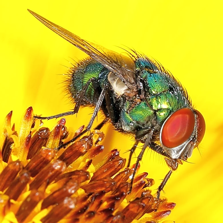 Word from the Smokies: Blow flies could hold the key to preventing disease outbreaks