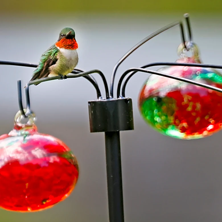Hummingbird migration is underway. When to stop feeding in Western NC