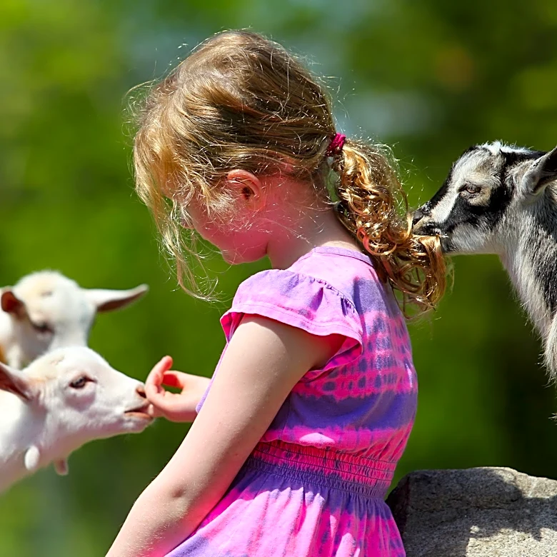 Possible rabies exposure in 7 NC counties after baby goats test positive
