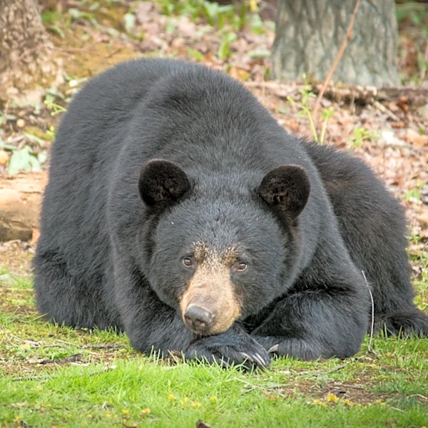 Breaking-and-entering black bear on the loose in Asheville area