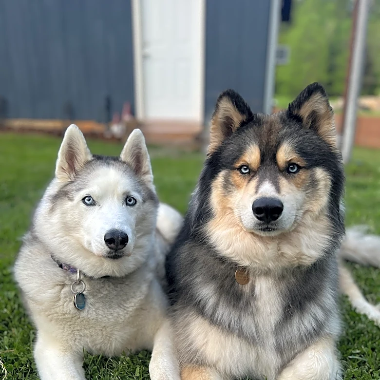 Woman sues kennel owner after two huskies die
