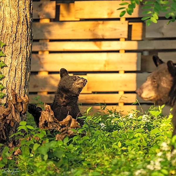 Asheville bear 'Dolly' saved from euthanasia by state