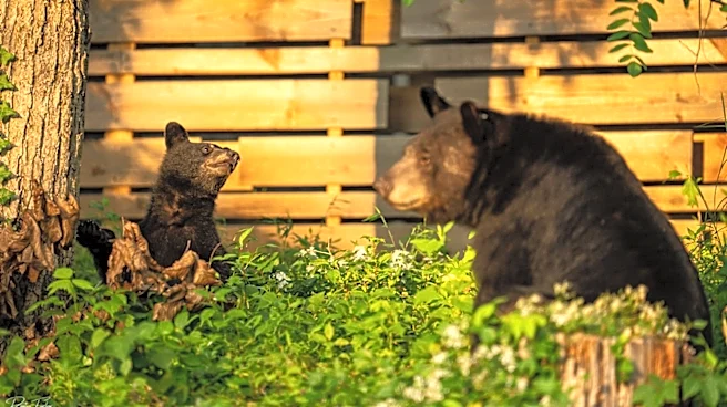 Asheville bear 'Dolly' saved from euthanasia by state