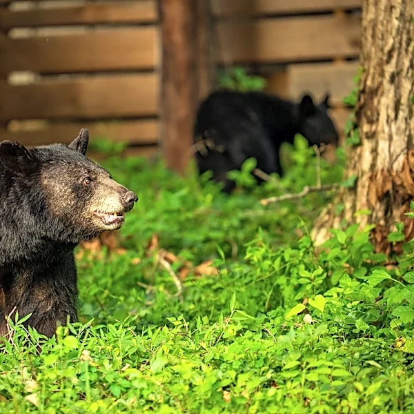 Asheville bear 'Dolly' was saved from death. Here's what to know.