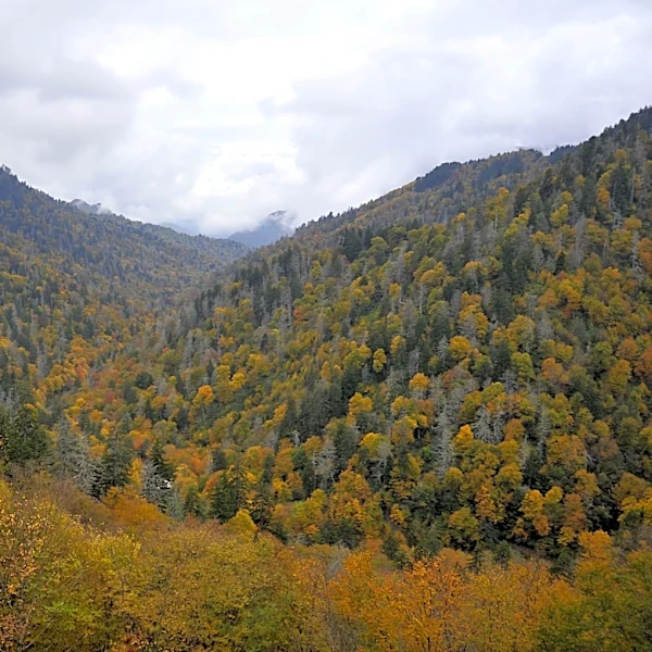Western NC locations named best for apple picking and fall colors
