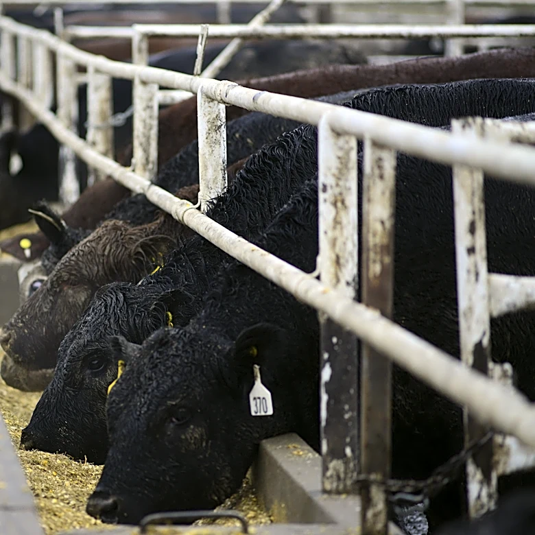NC-based company issues recall on over 160k pounds of beef, pork, goat