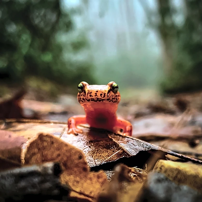 Word from the Smokies: New children’s book celebrates salamanders with rhyme and color