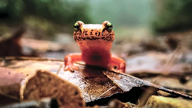 Word from the Smokies: New children’s book celebrates salamanders with rhyme and color