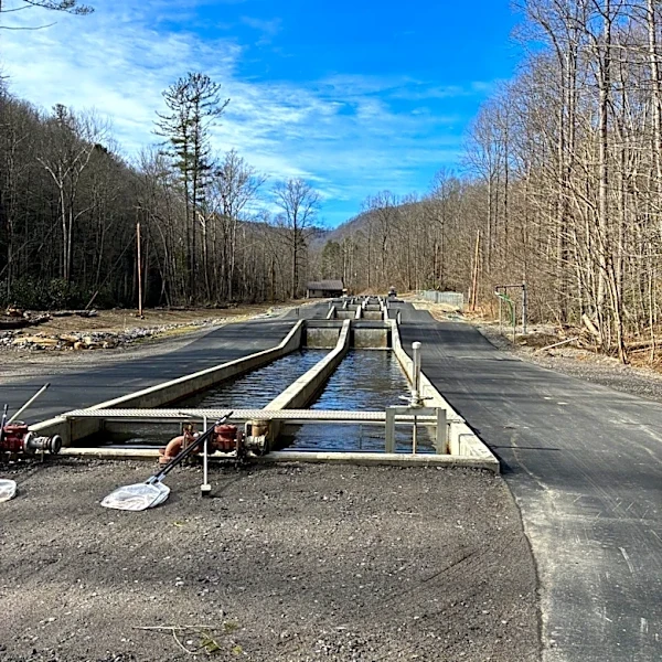 NC trout stocking delayed after heat and storm fish losses