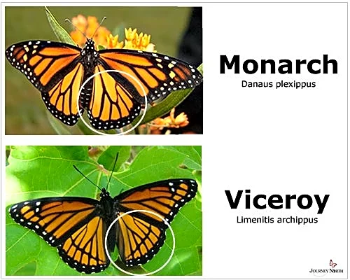 Peak monarch butterfly migration season arrives in North Carolina